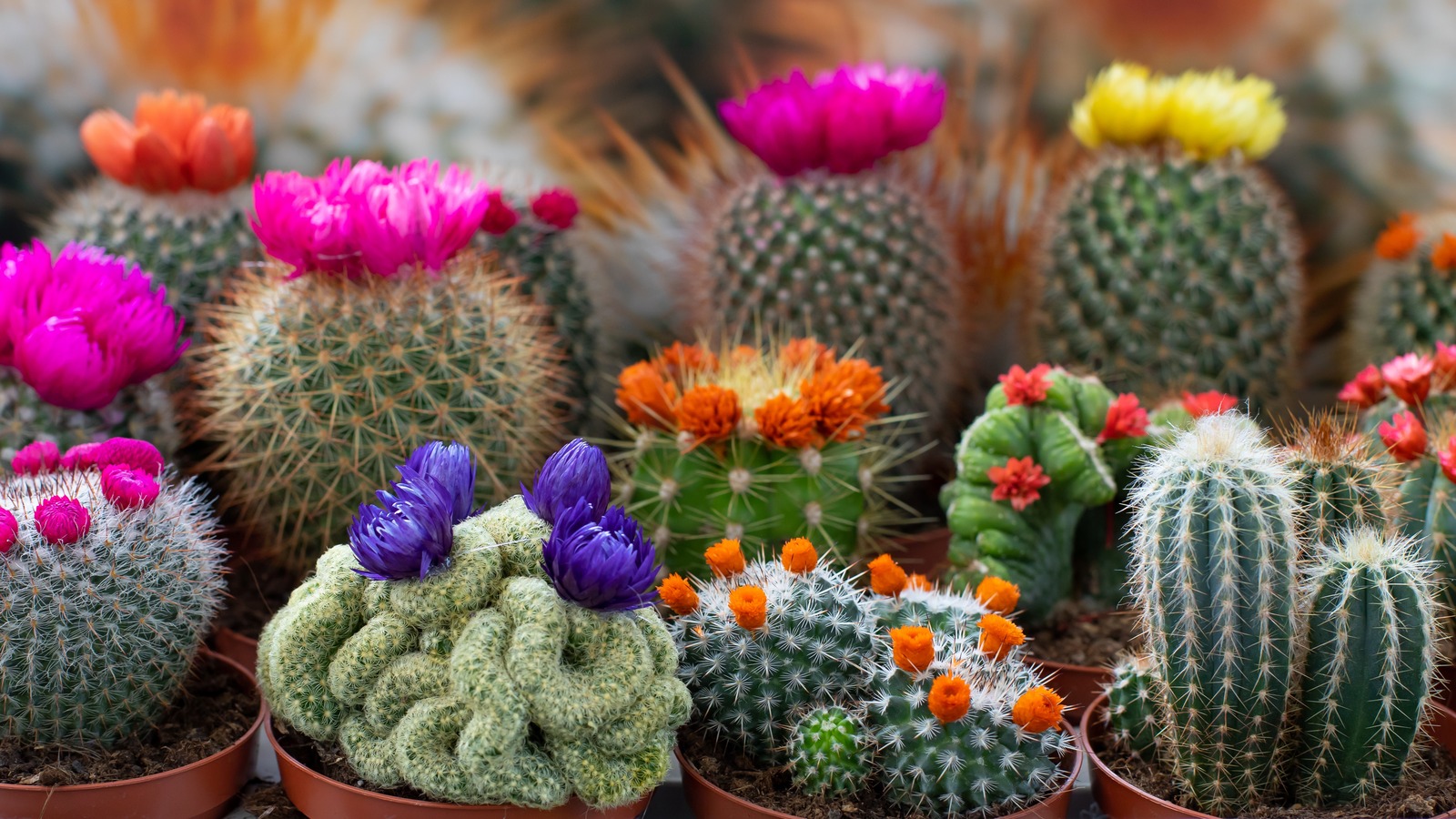 découvrez tout sur le cactus mexicain : ses origines, les différentes variétés et conseils pratiques pour son entretien afin de le faire prospérer chez vous.