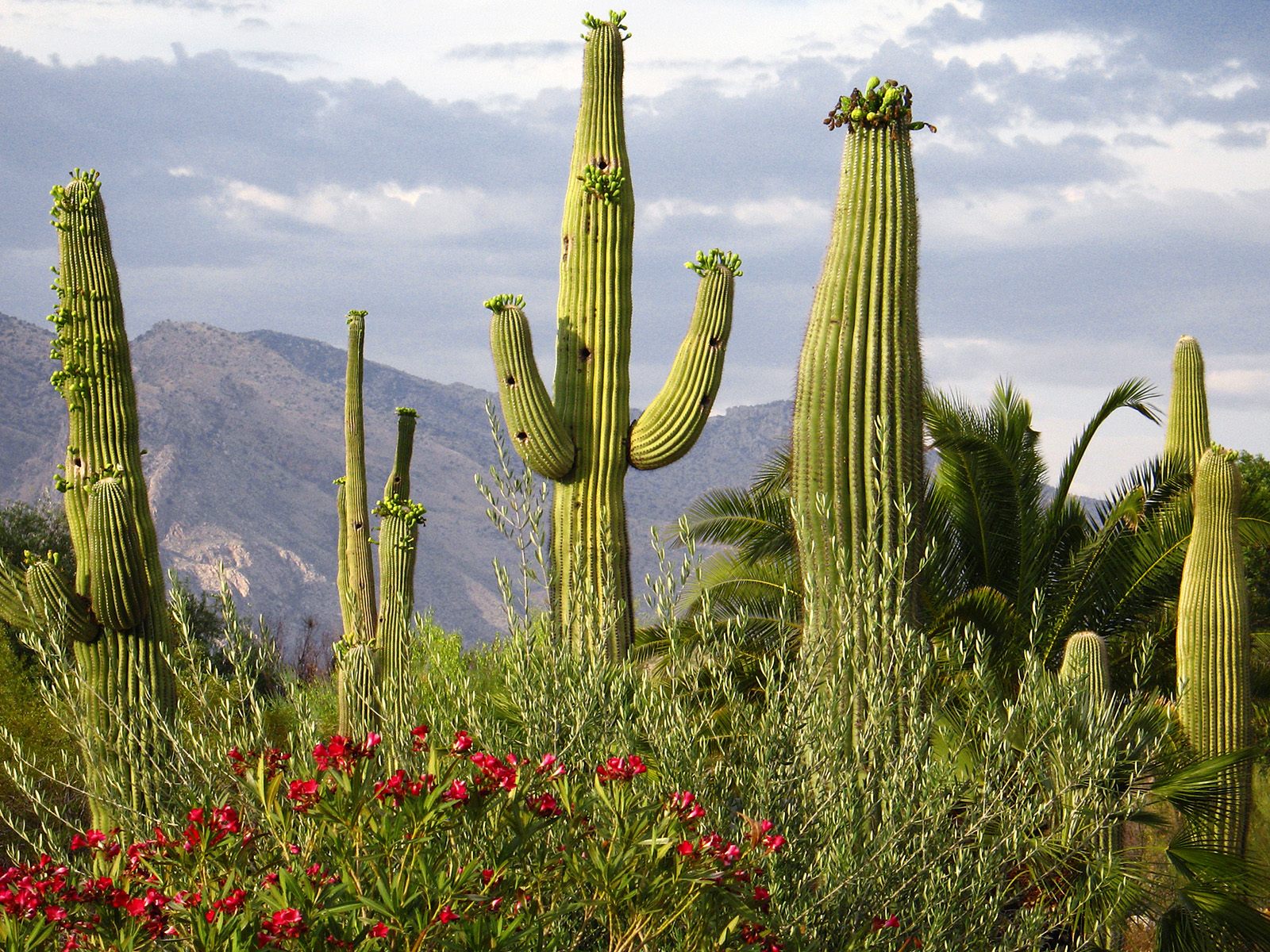 découvrez tout sur le cactus mexicain : ses origines, les différentes variétés populaires et les conseils essentiels pour un entretien réussi.