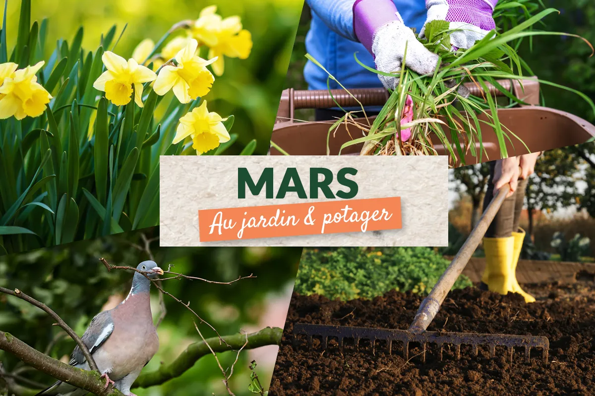 découvrez tous les conseils essentiels pour démarrer un potager au printemps ! apprenez étape par étape comment semer, planter et entretenir votre potager en mars, avril et mai, idéal pour les débutants.
