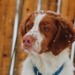 Chiens de travail et de chasse en Bretagne : prévenir l'arthrose et entretenir leurs articulations