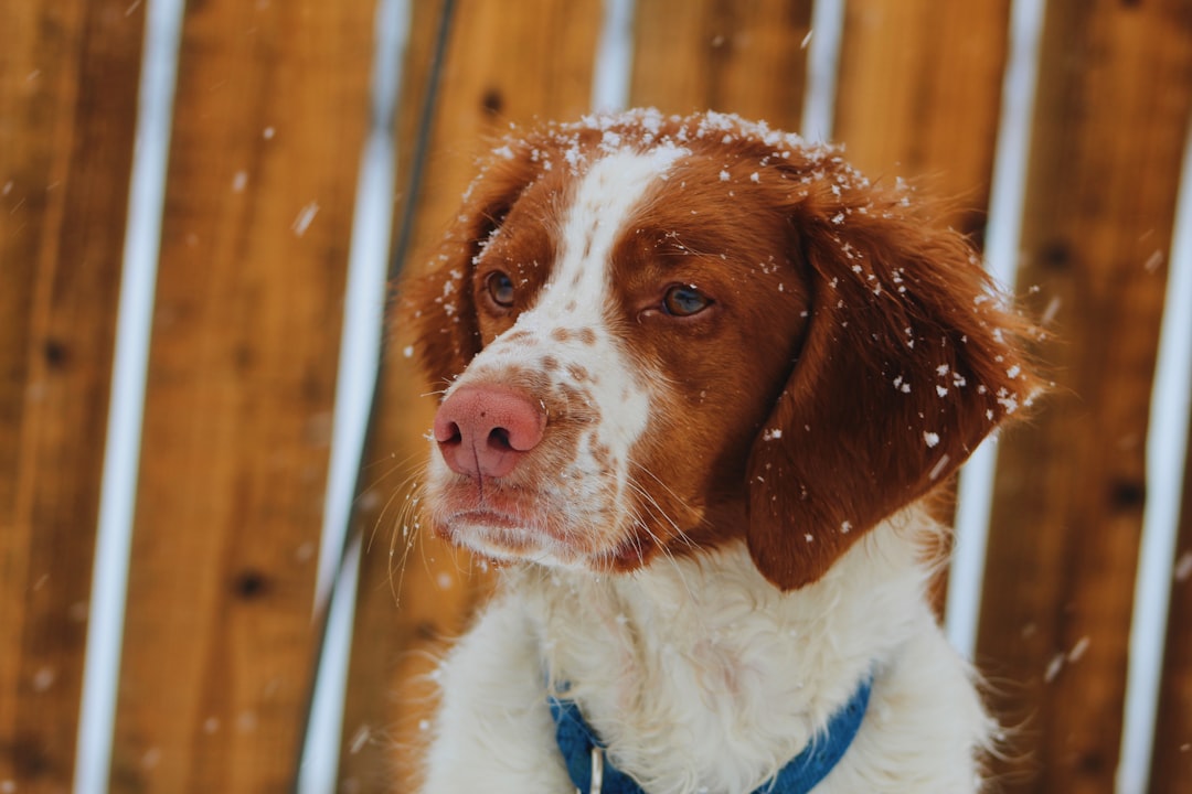Chiens de travail et de chasse en Bretagne : prévenir l'arthrose et entretenir leurs articulations